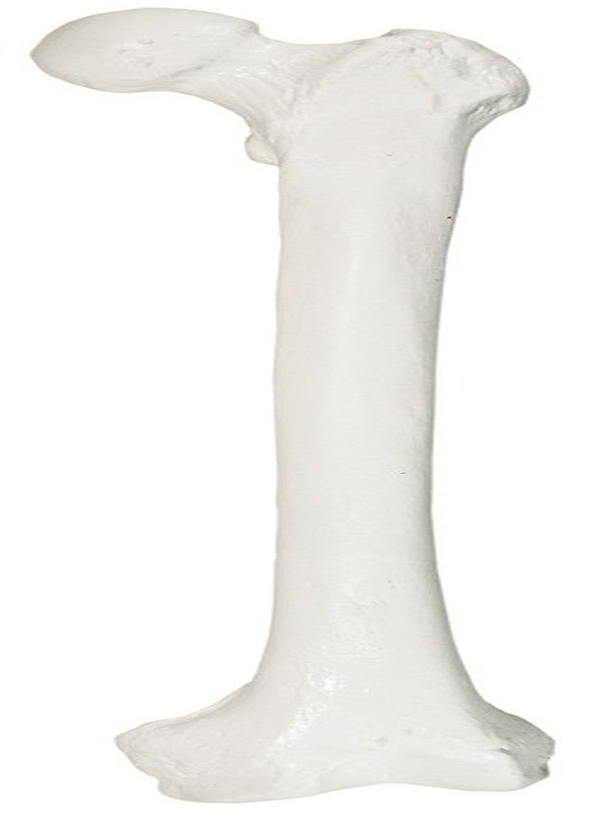 Axis Scientific Femur Bone Model | Left | Cast from a Real Human Femur Bone l Upper Leg Bone Model Has Realistic Texture and Important Bony Landmarks | Includes Product Manual, Fibula Model - Image 1